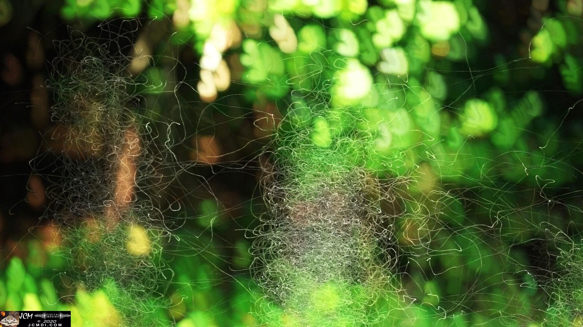 V25073b Tornado Bugs IRV C82, Composite NoDK x3 0454